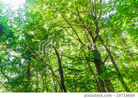 Green forest with ray of light Green forest with ray of light 19718689