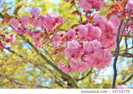 Beautiful pink twin cherry trees Beautiful pink twin cherry trees 19718776