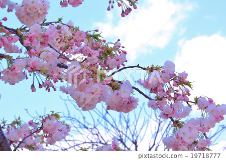 Beautiful pink twin cherry trees 19718777