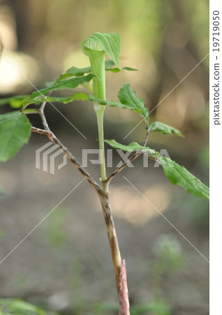 Haworthba Tennanshaw 19719050