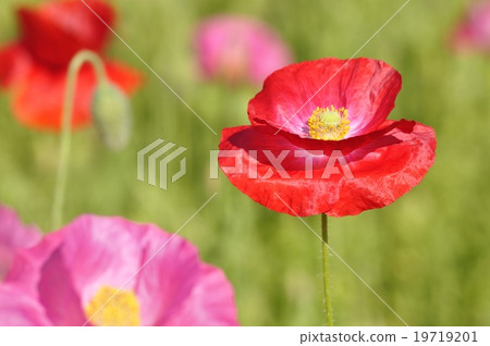 Hinagi's flower 19719201