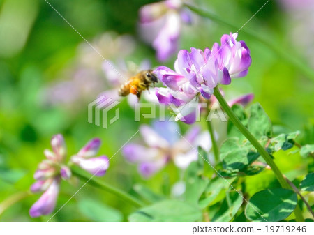 Range and honey bees 19719246