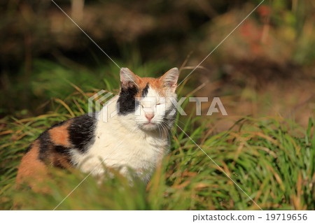 Mike cat 19719656