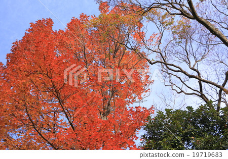 Autumn leaves of Taiwan Kaede 19719683