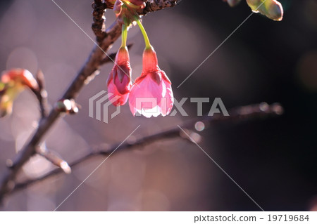 琉球Kanhisakura 19719684