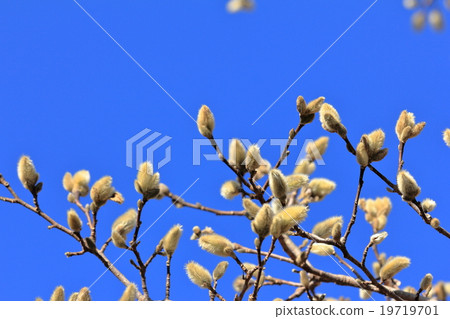 貓王威利 19719701