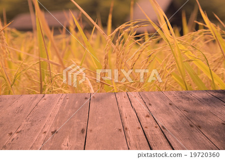 Plank background rice field background color Plank background rice field background color 19720360