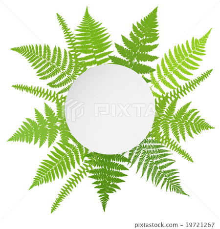 Jungle poster. Fern frond background. Jungle poster. Fern frond background. 19721267