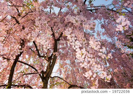 弘前公園的蕨樹栗棕色櫻花樹 19722036