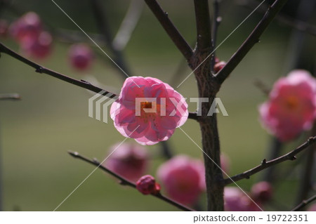 紀念館（Ume）第2部分。日本杏 19722351