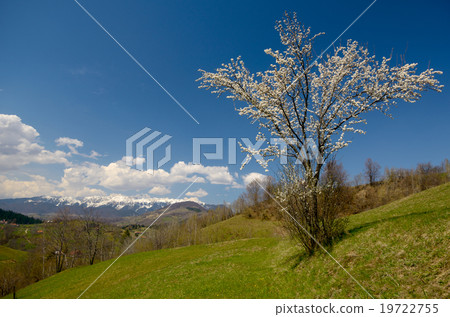 blossom tree in mountains 19722755