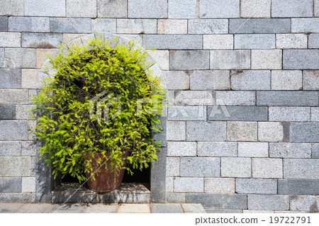 tree decor on the grey brickwall background 19722791