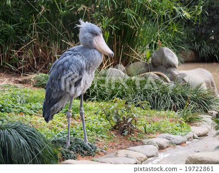 Hushibiroko(上野動物園) Hushibiroko(上野動物園) 19722861