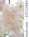 雙櫻花 19722884