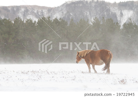 Cold horse of the snowy field Cold horse of the snowy field 19722945