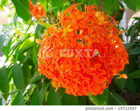 Flower Flower 19722997