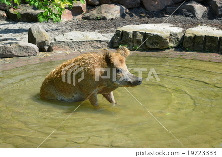 Pig swim in the pool Pig swim in the pool 19723333