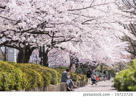 Cherry blossom path 19723728