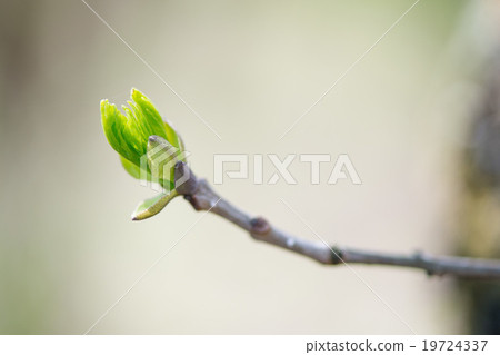 budding branches in the spring - selective focus 19724337