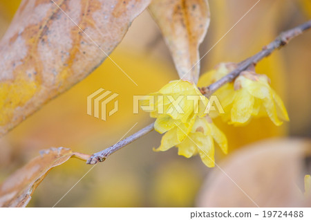 Sosin Ryubai 19724488