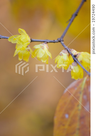 Sosin Ryubai 19724490