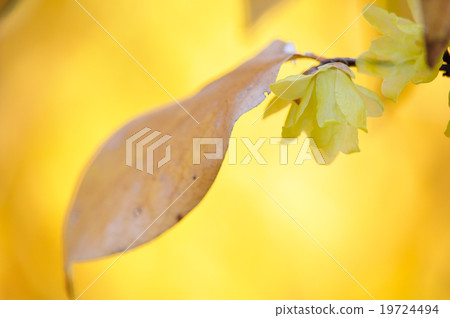 Sosin Ryubai 19724494