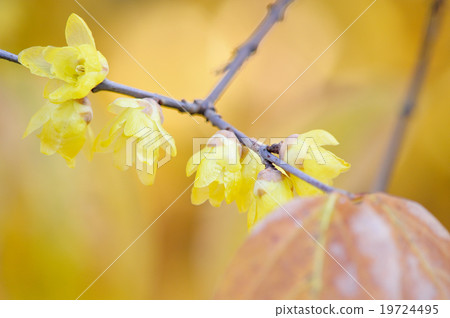 Sosin Ryubai 19724495