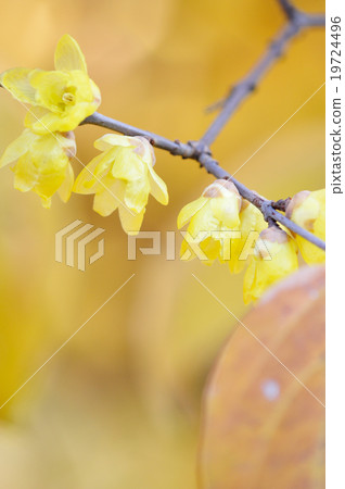 Sosin Ryubai 19724496