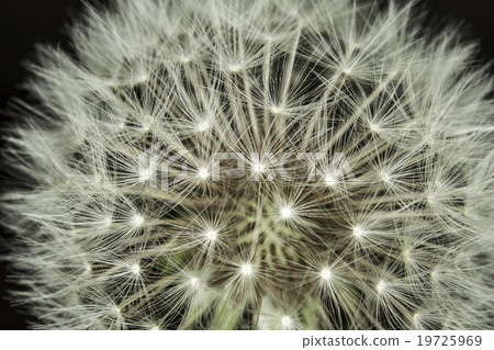 fluff of a dandelion in close up fluff of a dandelion in close up 19725969