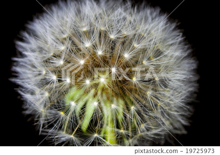 fluff of a dandelion in close up fluff of a dandelion in close up 19725973
