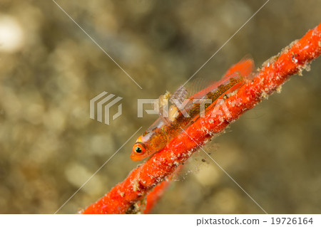 Parasites in Whip Goby on Gorgonian Coral Parasites in Whip Goby on Gorgonian Coral 19726164