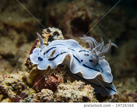 Chromodoris willani Nudibranch, Sea Slug Chromodoris willani Nudibranch, Sea Slug 19726168