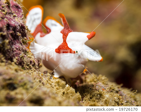 Clown Frogfish Clown Frogfish 19726170
