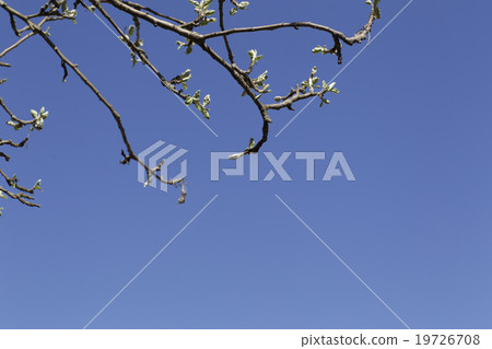 Branches of apple trees 19726708