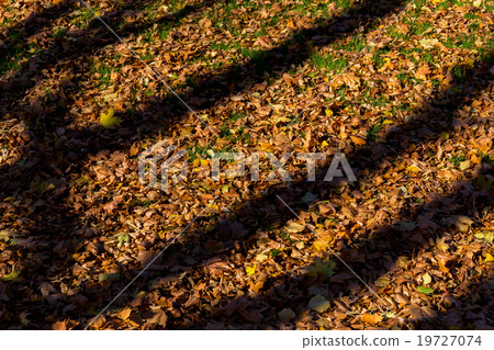 Shadows from trees on fallen autumn leaves 19727074