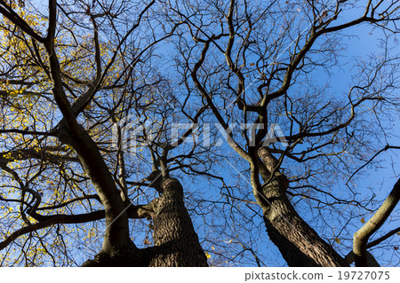 Late fall trees and blue sky Late fall trees and blue sky 19727075