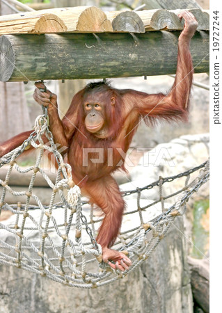 Orangutan Orangutan 19727244