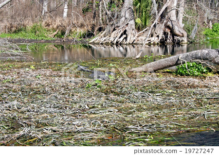 Alligator in Swamp 19727247