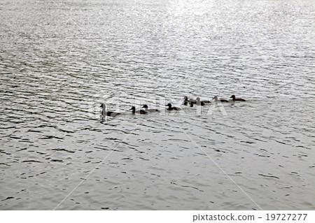 Ducks Ducks 19727277