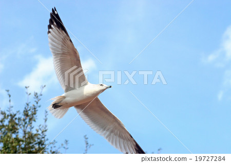 Seagull Seagull 19727284