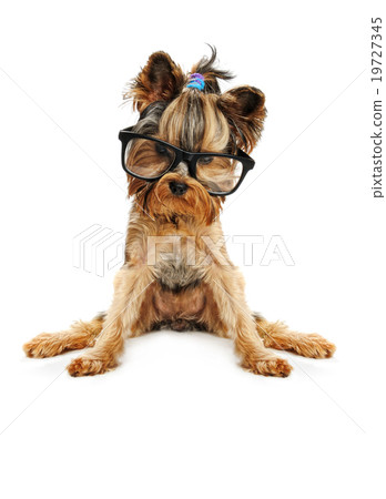 yorkie in the glass 19727345