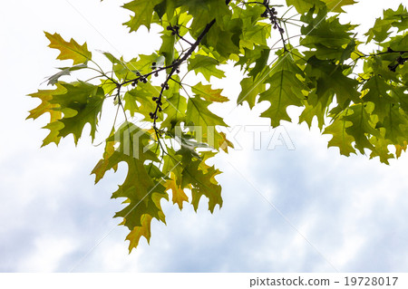 Green branches of the oak tree Green branches of the oak tree 19728017