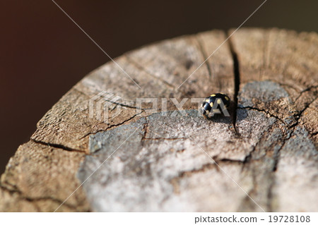 Uki Hoshi Tentou 19728108