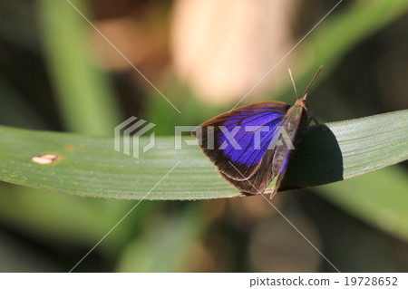 Murashiki Sajimi 19728652