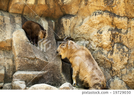 Baby and mother of golden takin Baby and mother of golden takin 19729030