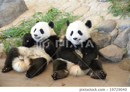 Futago Panda (1 year old) Futago Panda (1 year old) 19729040