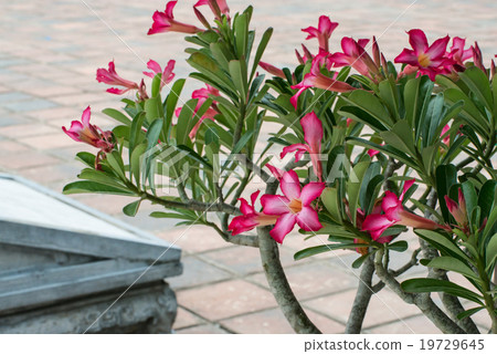 Roses of desert Adenium Vietnam Royal Palace of Hue 19729645