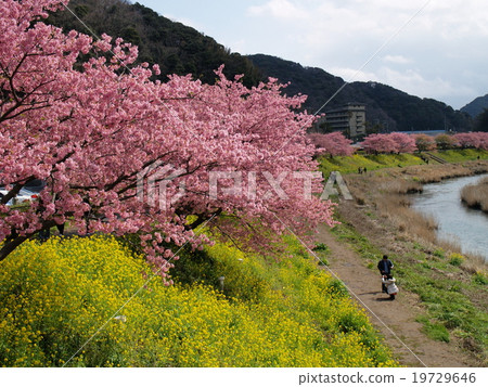 Cherry blossoms and rape blossoms of Minami 19729646