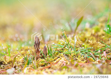 京都的Tsukushi 19729848