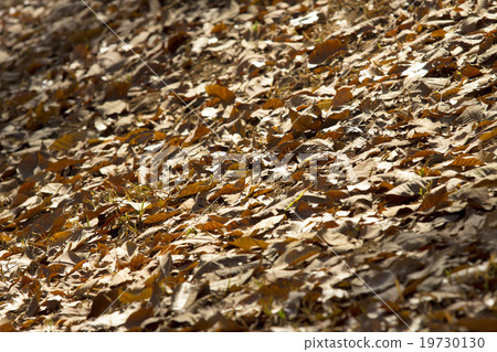 Dead leaves for backgrounds and textures 19730130